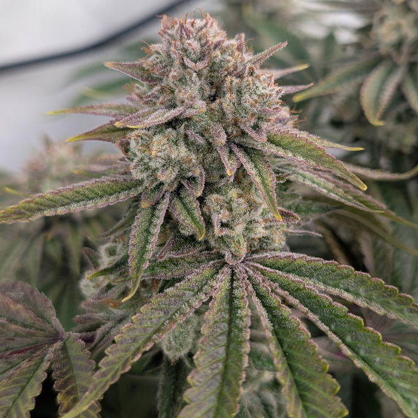 Gorilla Glue #4 3.5g