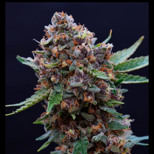 SM Cherry Banana Bomb 3.5g