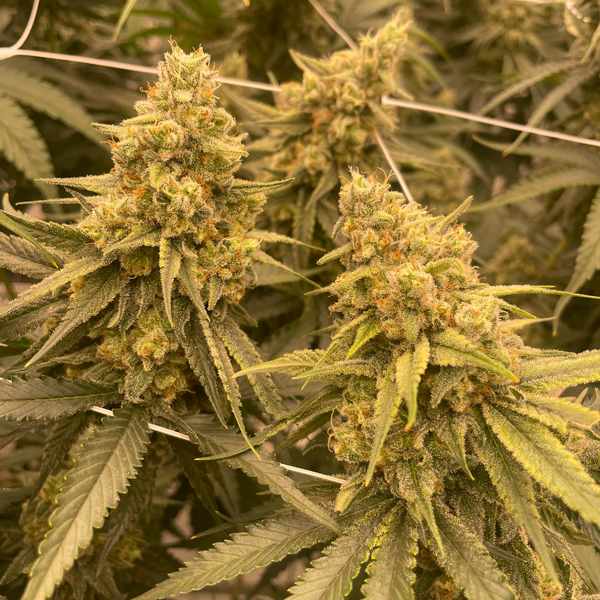 Chocoskunk 3.5g JARS