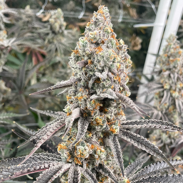 Big League Sherb 3.5g JARS