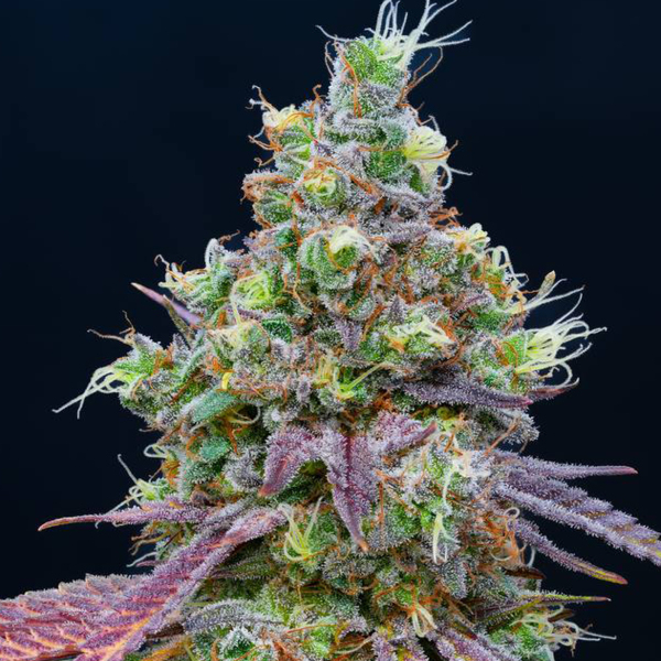 Blueberry Limeade 3.5g