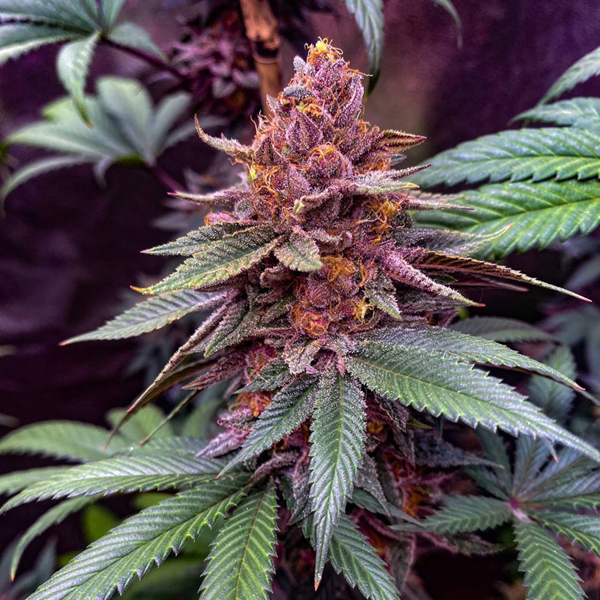 Kush & OJ F2 7g