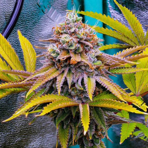 Violet Beauregard 3.5g