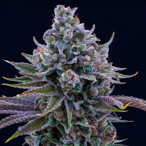 SM Grape Jalapeno 3.5g