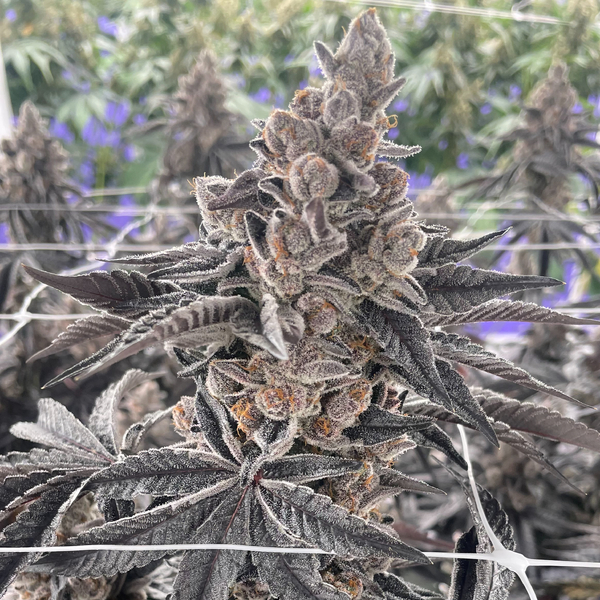 Dopey Yoda 7g MYLARS